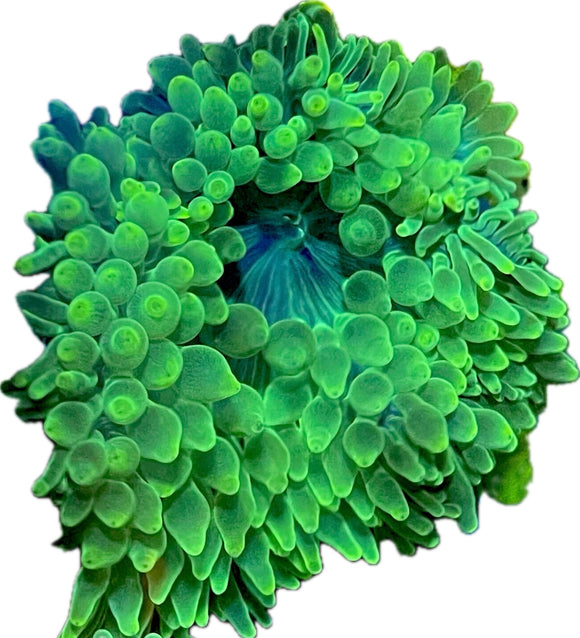 Green BTA