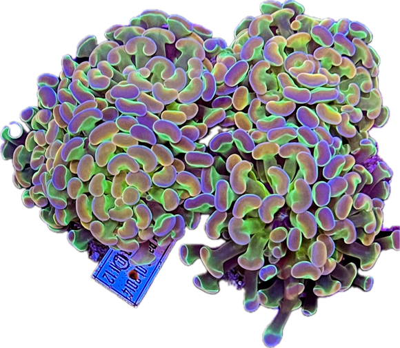 Rainbow Hammers (per head)