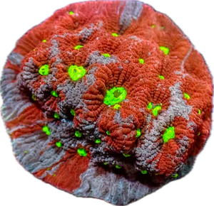 War Coral - Red and Purple frag