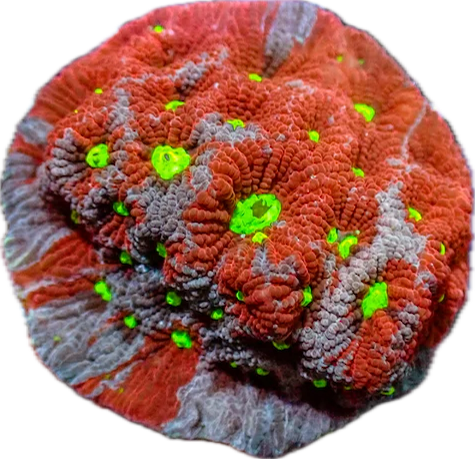 War Coral - Red and Purple frag