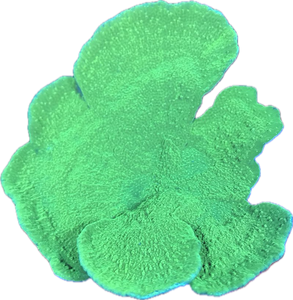 Green Cap Montipora colony