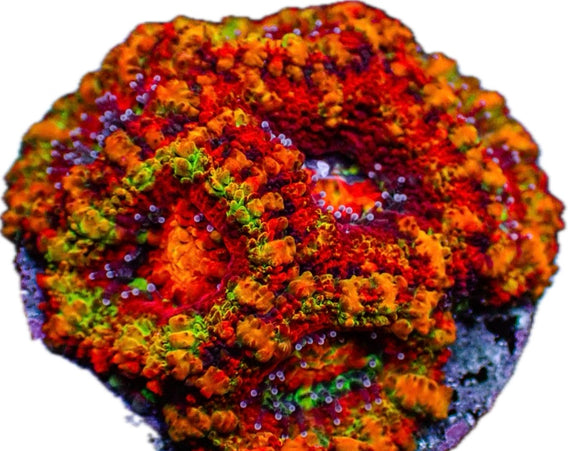 Ultimate Rainbow Acan