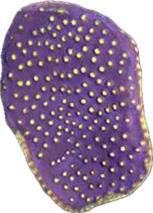 Purple Turbinaria Cup coral