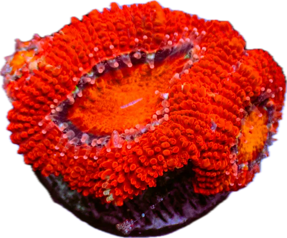 Red Acan