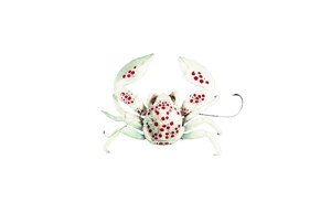 White Porcelain Anemone Crabs