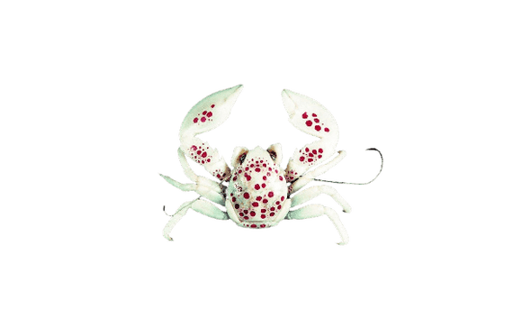 White Porcelain Anemone Crabs