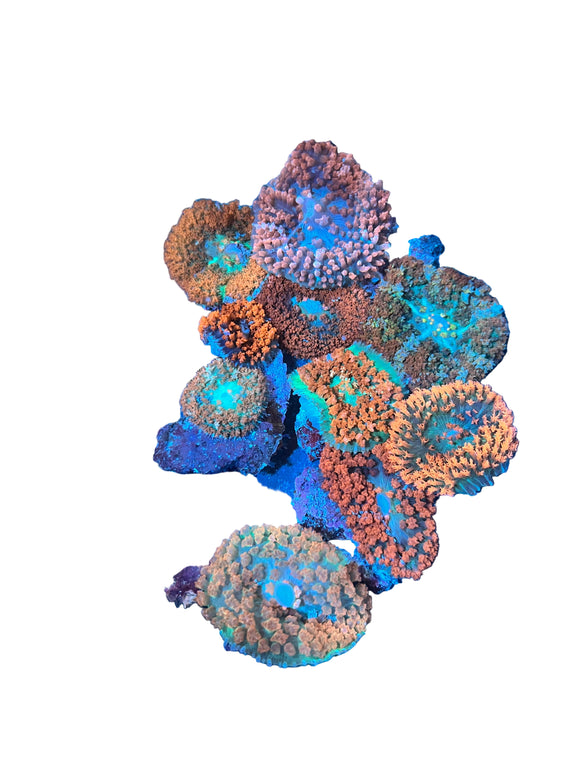 Saint Thomas Mushroom