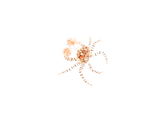 Pom Pom Anemone Crab