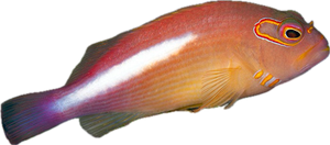 Arc-eye Hawkfish