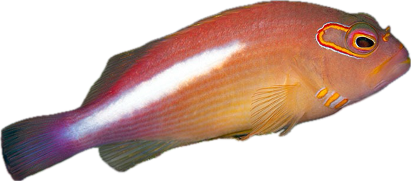 Arc-eye Hawkfish