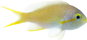 Red Cheek Anthia Female Large