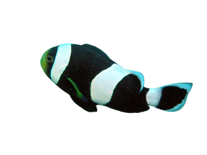Black Saddle Clowns
