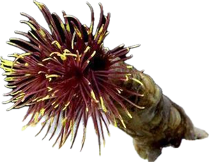 Purple & Yellow Feather Duster