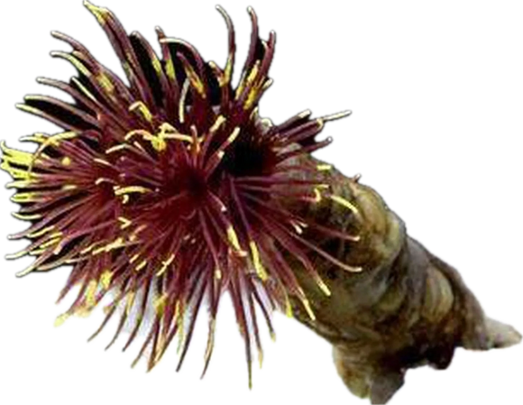Purple & Yellow Feather Duster