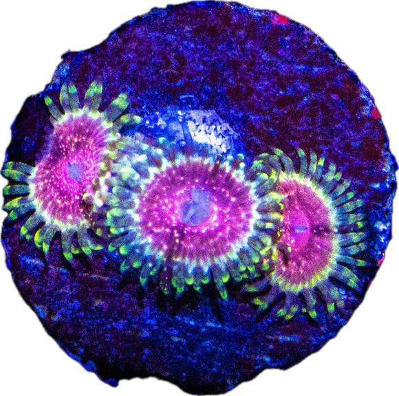 Strawberry wine Palythoa