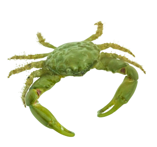 Green Emerald Crabs