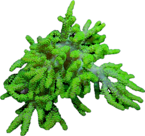 Aussie Neon Spaghetti Leather Coral 1”-2” Frag