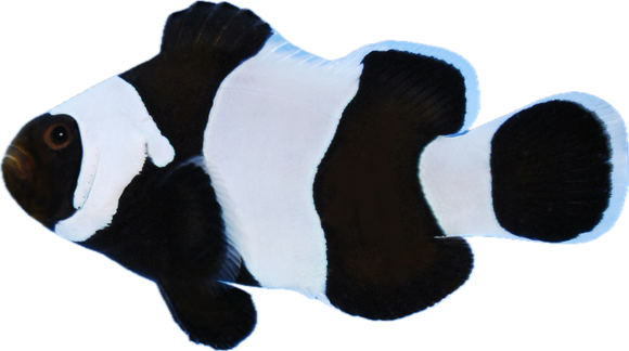 Darwin Clownfish XLg (show)