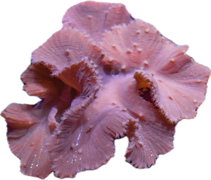 Purple Cabbage Coral frag
