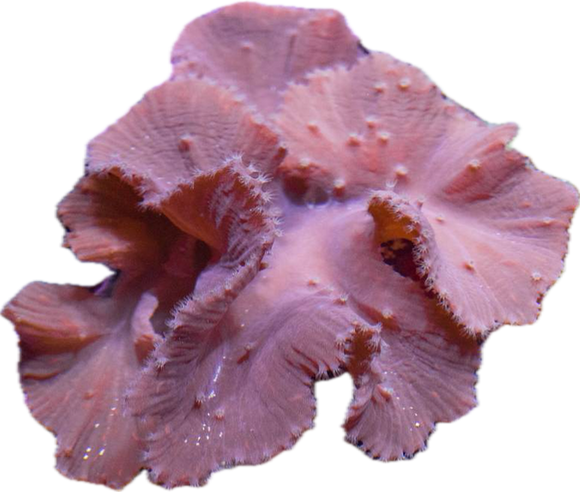 Purple Cabbage Coral frag