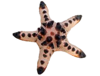 Chocolate Chip Sea Star L