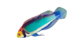 Solar Fairy Wrasse