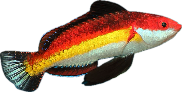 Naokoae Wrasse ML (SOLD)