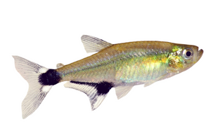 Paraguay Tetra