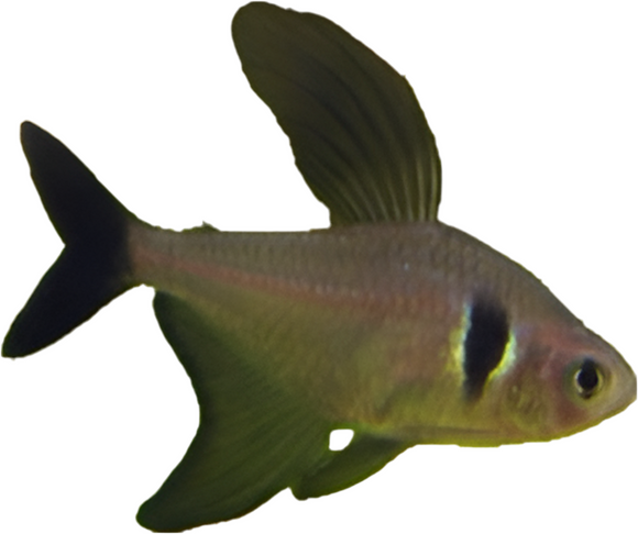 Black Phantom Tetra