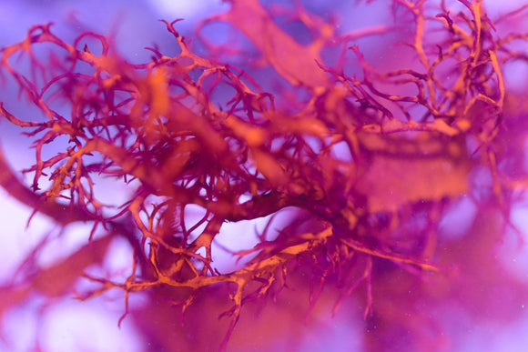 Dragon Breath Colony