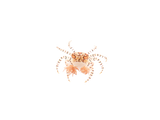 Pom Pom Anemone Crab