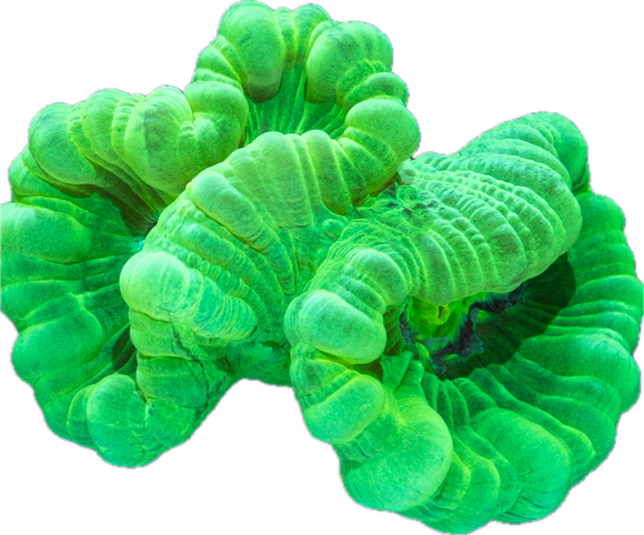 Green Trumpet Corals (per head)