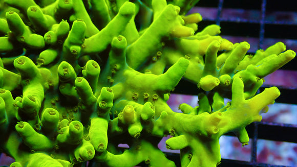 WWC Yellow Carolina Acropora