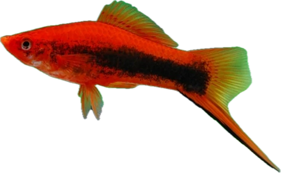 Red Tuxedo Swordtail