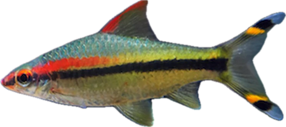 Torpedo Barb