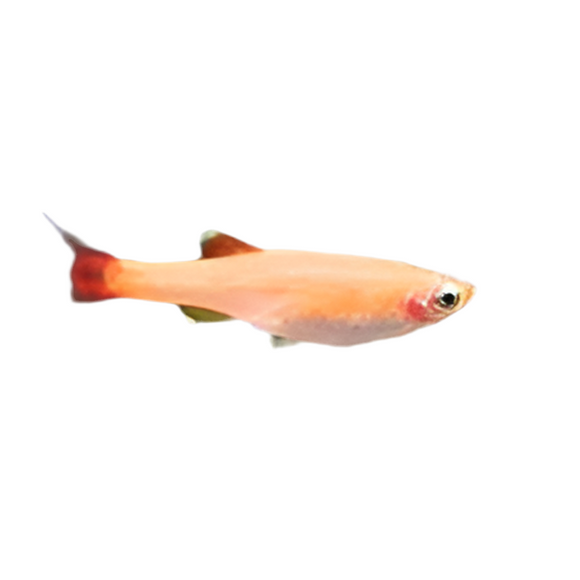 Golden White Cloud Minnow