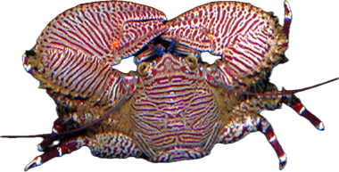 Purple Banded Porcelain Crab