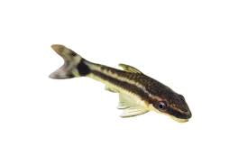 Otocinclus