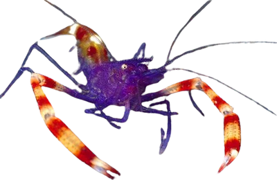 Purple Coral Banded Shrimp