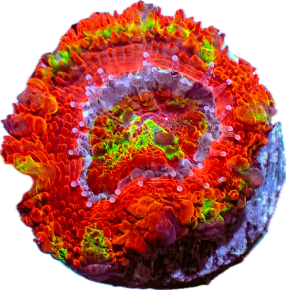 Rainbow Acan