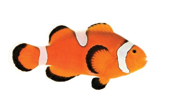 Percula Clownfish  Misbar