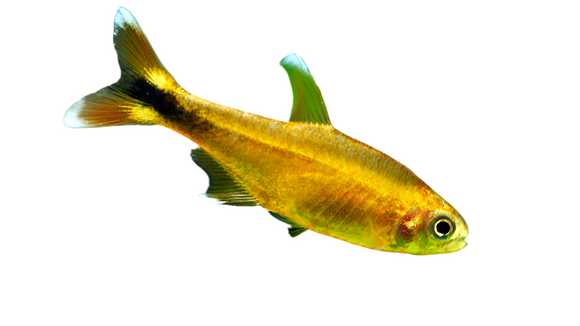 Silver Tip Tetra