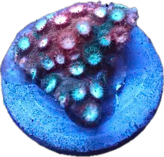 Fender Bender Cyphastrea