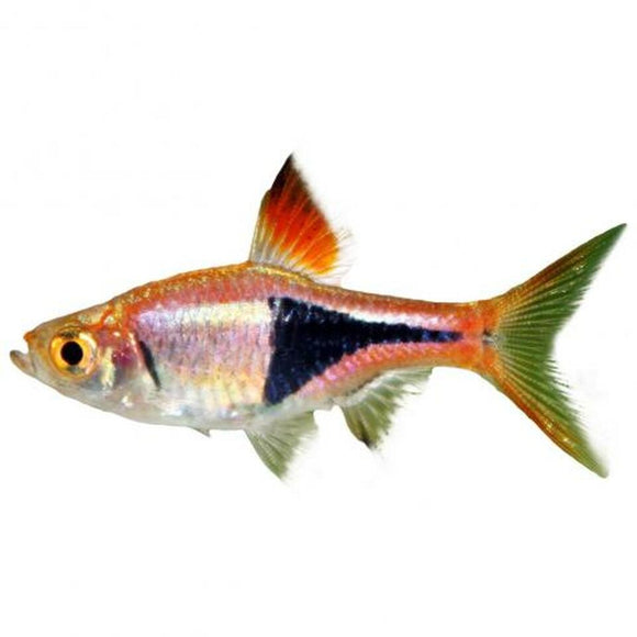 Harlequin Rasbora 12 lot