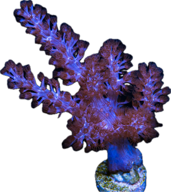 Avatar Kenya Tree Leather Coral