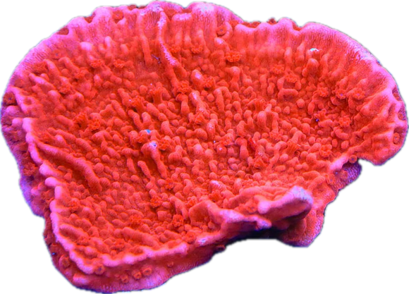 Red Montipora Cap Coral