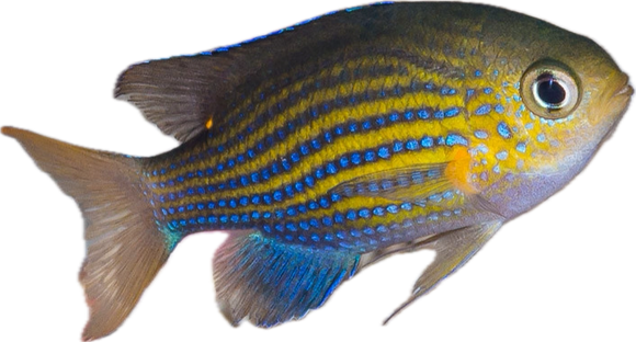 Bulk aquarium fish hot sale