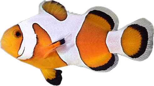 DaVinci Clownfish