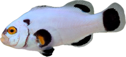 Maine Blizzard Clownfish