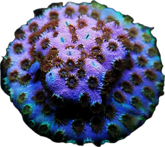 WWC Skittle Bomb Cyphastrea Frag